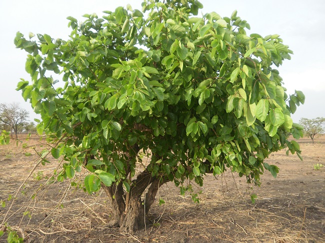 Nauclea Latifolia, l’arbre à tramadol antidouleur étudié par des chercheurs de Grenoble.