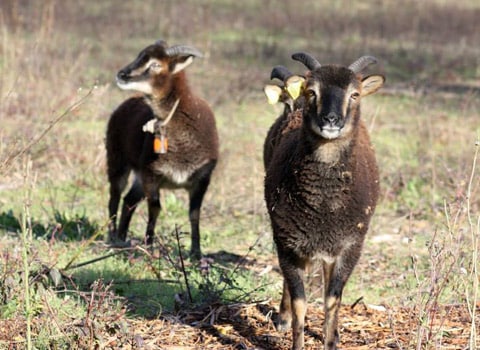 Naturama moutons à la Bastille