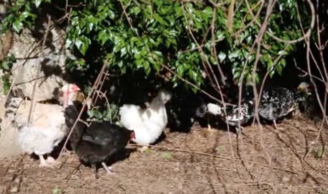 poules lycée écoresponsable lycée Mounier écoresponsable recyclage des déchets et compost