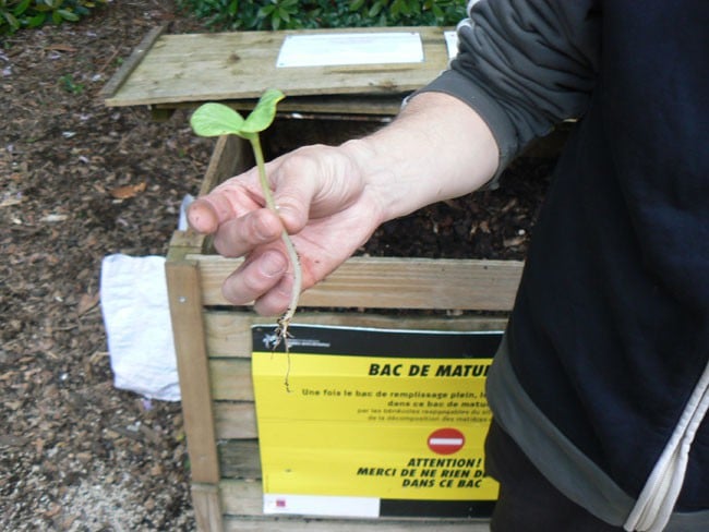 Bac de maturation Compostage Plante Verte Terre