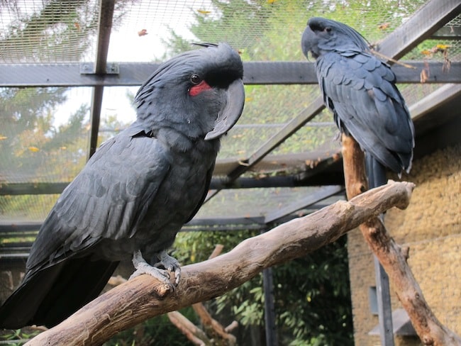 Parc des oiseaux de Vilar les Dombes.