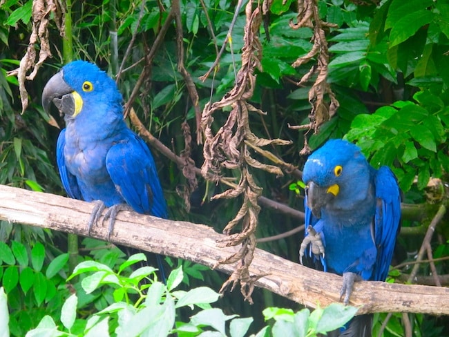 Parc des Oiseaux Villars les Dombes. Sortie famille, été.