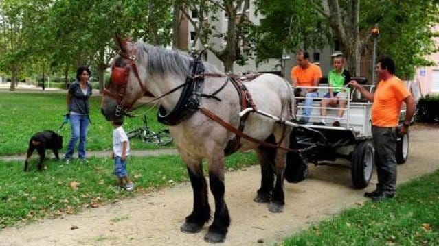 benne hippomobile chevaux ramassage déchets corbeille Ville de Grenoble