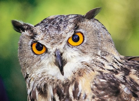 Un hibou Grand-Duc © LPO Isère