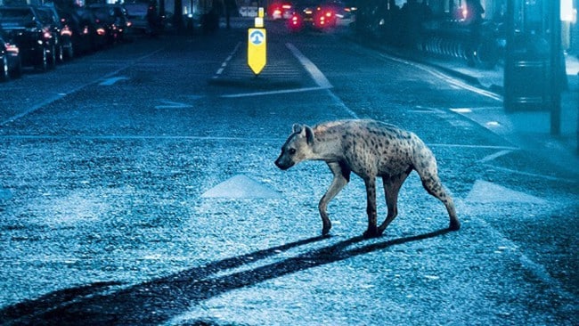 HyenaPoster