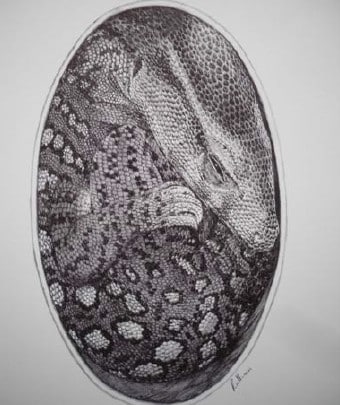 Rendu artistique de l’embryon de lézard anguimorphe dans son oeuf. © Vladimir Rimbala