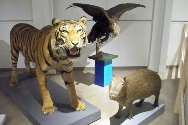 Quelques spécimens d'animaux naturalisés visibles dans l'Orangerie du Muséum de Grenoble. © Adèle Duminy - placegrenet.fr