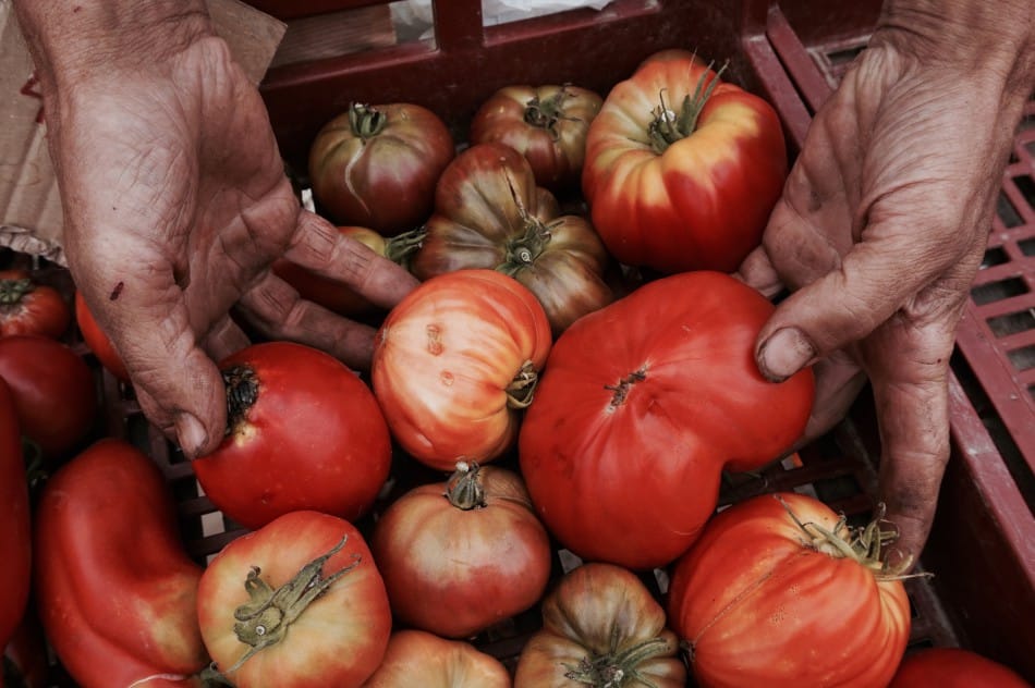 Tomates dans cagette. DR