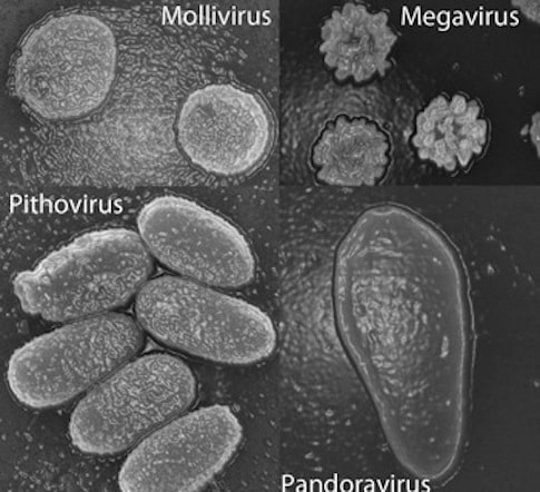 Les chercheurs ont isolé un 4e virus géant, vieux de 30.000 ans, dans le sous-sol de Sibérie. Ici, microscopie électronique à balayage des particules des 4 familles de virus géants désormais connues. Les plus grandes dimensions vont approximativement de 0,6 micron (Mollivirus) à 1,5 micron (Pandoravirus). © IGS CNRS/AMU