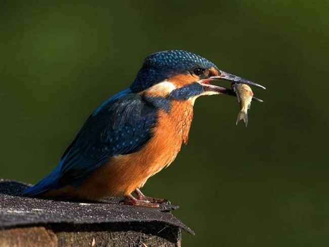 Martin-pêcheur . DR