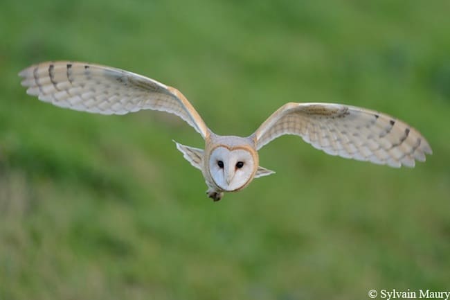 Près de la moitié des espèces animales de l'Isère sont menacées ou presque menacées. Crédit Sylvain Maury - Ligue de protection des oiseaux