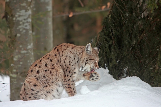 Une espèce sur quatre est menacée de disparition en Isère. Parmi elles, le lynx boréal pourraient rapidement s'éteindre. Crédit Denis Simonin
