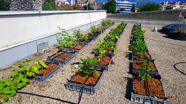 Cultures sur le toit de la Casemate © Cultivons nos toits
