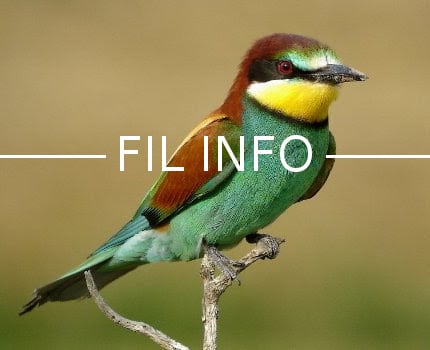 Le 15 avril 2017, la LPO a aménagé une falaise à Montbonnot-Saint-Martin, dans le but d'accueillir des Guêpiers d'Europe, une espèce très rare en Isère.