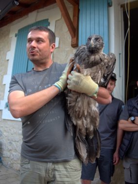 Après la marmotte, le bouquetin et le vautour fauve, le parc naturel régional du Vercors s'emploie à réintroduire le gypaète barbu avec un cinquième lâcher.Deux jeunes gypaètes de 3 mois ont été lâchés dans le Vercors début juin portant à onze le nombre d'oiseaux réintroduits dans le parc depuis 2010.