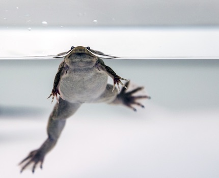 Exposés aux perturbateurs endocriniens, des crapauds développent un diabète de type 2. Depuis 2010, la réglementation permet une eau cinq fois plus polluée.