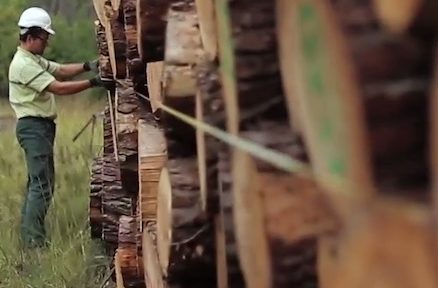 En Isère, les agents de l'Office national des forêts dénoncent une gestion comptable des forêts. Et une vision " cosmétique " de l'environnement.