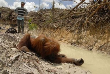 Orang-outan menacé par la déforestation. DR