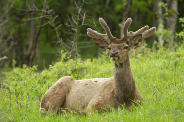 Le projet de l'Aspas est de créer dans le Vercors la plus grande réserve de vie sauvage de France. Quelle place pour l'homme ? Limitée à la marche et la contemplation de la nature. Un degré de protection jamais vu en France