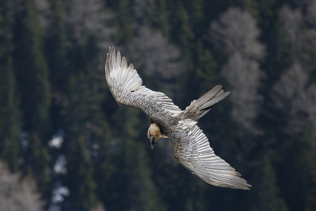 Le Vercors va accueillir la plus grande réserve de vie sauvage de France. Quelle place pour l'homme ? Limitée à la marche et la contemplation de la nature. Un degré de protection jamais vu en France