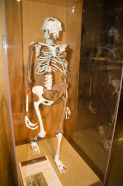 Reconstruction du squelette de Lucy exposée au musée d’histoire naturelle de Cleveland (1tats-Unis). DR
