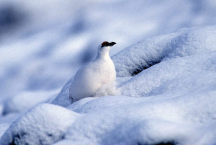 Le tribunal administratif de Grenoble a suspendu la chasse au lagopède alpin sur une partie de l'Isère et la totalité de la Haute-Savoie.