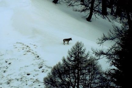 La Région Auvergne Rhône-Alpes a fait retirer son logo des affiches du film Marche avec les loups. Censure politique ? Elle dément aussi l'avoir financé.