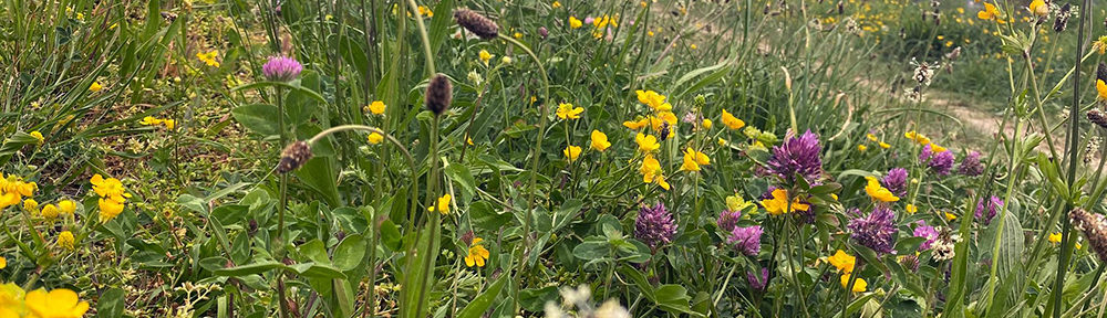 Le CEA, le CNRS et le Synchrotron de Grenoble travaillent à prévenir la floraison précoce des plantes