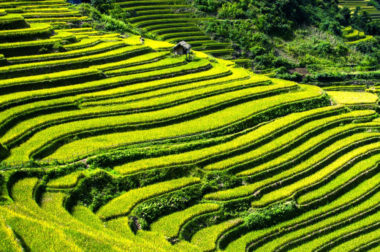 Climat : la part des activités humaines très sous-estimée. Terrasses de riz à Mù Cang Chải au Vietnam. DR