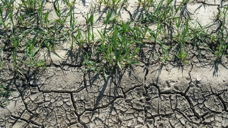 Simon Mittelberger, climatologue: "L'Isère est proche de la sécheresse record de 1976"
