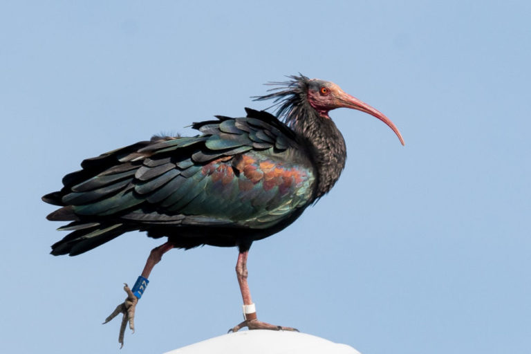 Un Ibis chauve bagué © Claude Gross