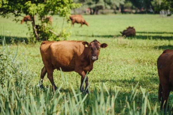 Aide aux agriculteurs: les trois sénateurs LR de l'Isère alertent sur le financement des Maec