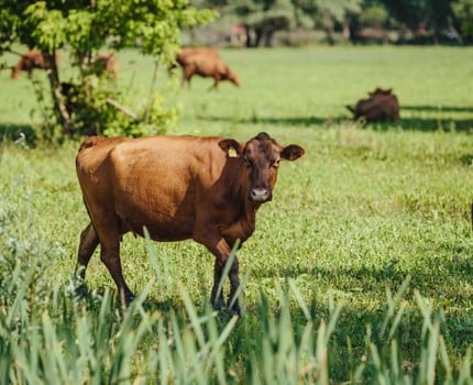 Vaches dans un champ. CC Marko Milivojevic - Pixnio