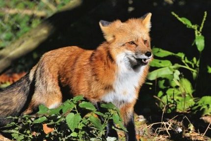 Le tribunal administratif de Grenoble annule l'autorisation de la chasse au renard durant le confinement