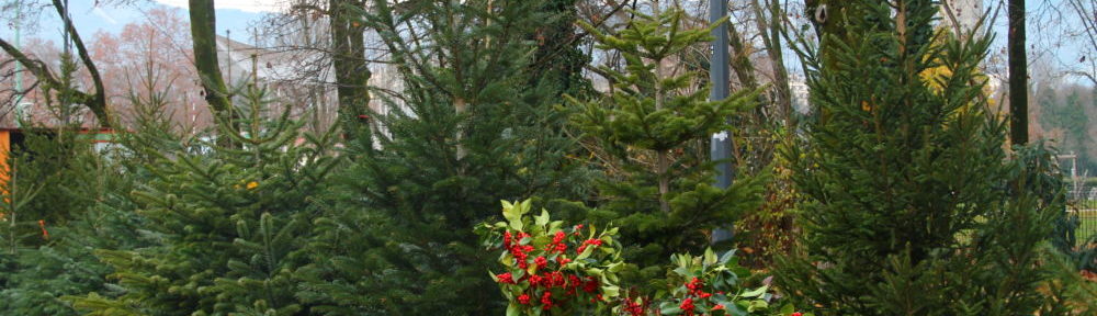 Vente de sapins sur le Boulevard Clémenceau. © Louna Rabillard – placegrenet.fr
