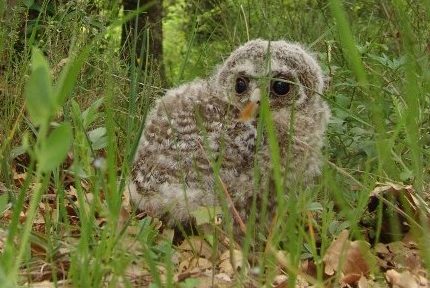 Tous les jeunes rapaces trouvés au sol ne sont pas orphelins ou tombés du nid, alerte la LPO Aura