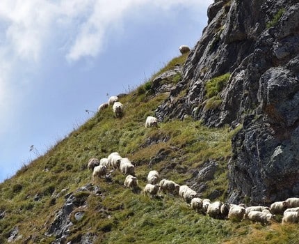 Greenpeace Grenoble... et les agriculteurs de montagne à l'assaut de la PAC