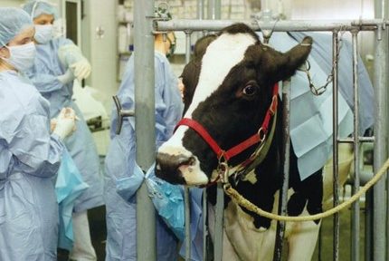 L'Isère enregistre une forte baisse du nombre de vétérinaires en milieu rural