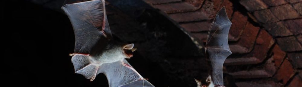 L'association Le Pic Vert célèbre la chauve-souris à Voiron le samedi 28 août