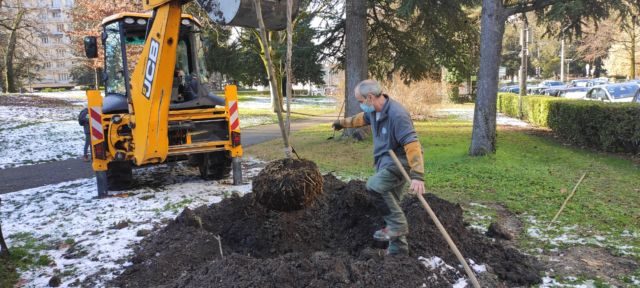 Saison de plantation 2024-2025 à Grenoble: près de 1700 arbres en prévision, et une "stratégie de végétalisation" revendiquée