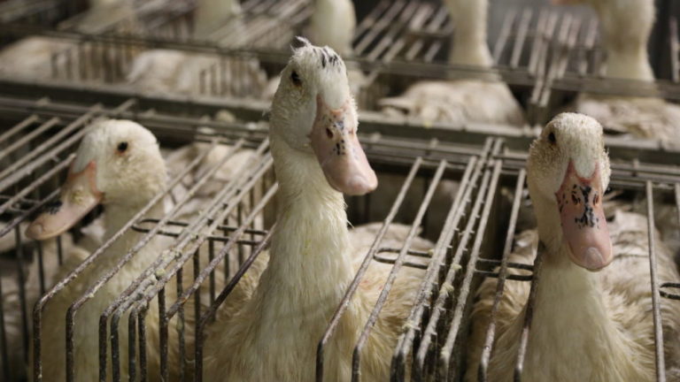 Grenoble annonce à l'association Peta avoir banni le foie gras des réceptions officielles et des cantines scolaires