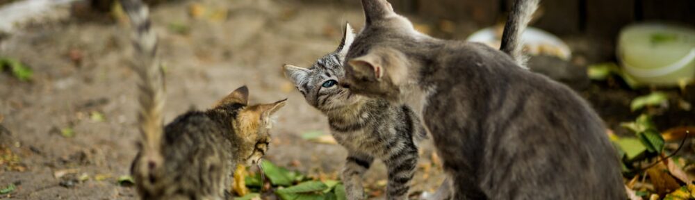 L'École du chat libre de Grenoble et agglomération en quête de bénévoles pour sa campagne de stérilisation