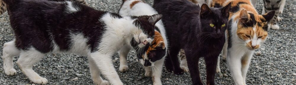 Grenoble en première position du classement "Une ville pour les animaux" de l'association L214