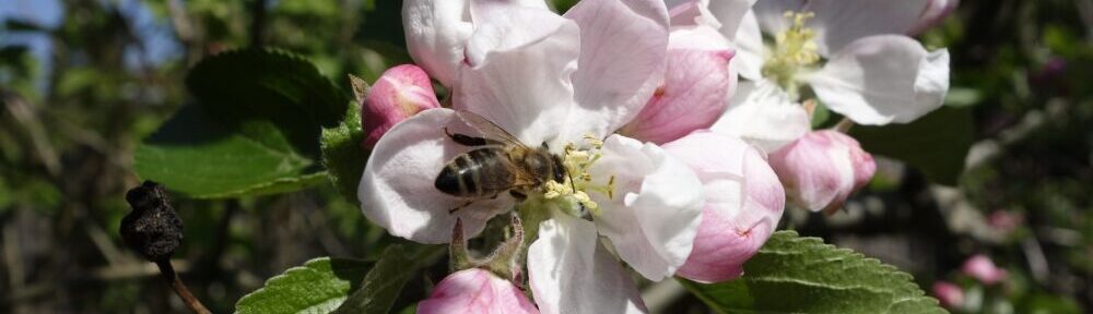 Pollinisation des pommiers en fleurs par des abeilles. © Pixabay
