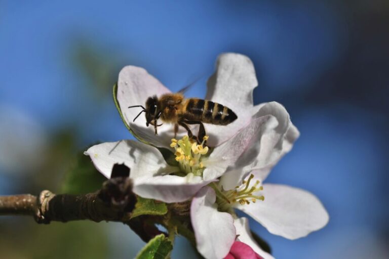 Pollinisation des pommiers en fleurs par des abeilles. © Pixabay