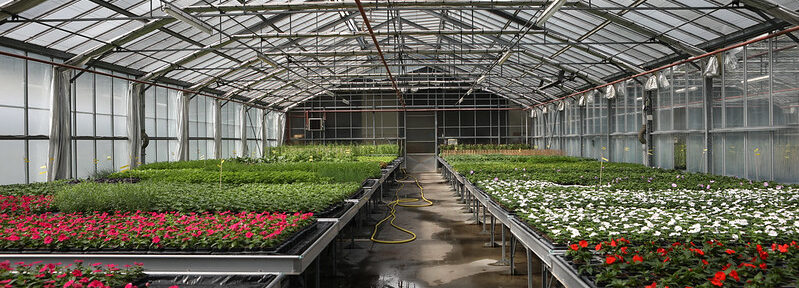 Vente de fleurs vivaces et bisannuelles au Centre horticole de Grenoble mercredi 27 novembre