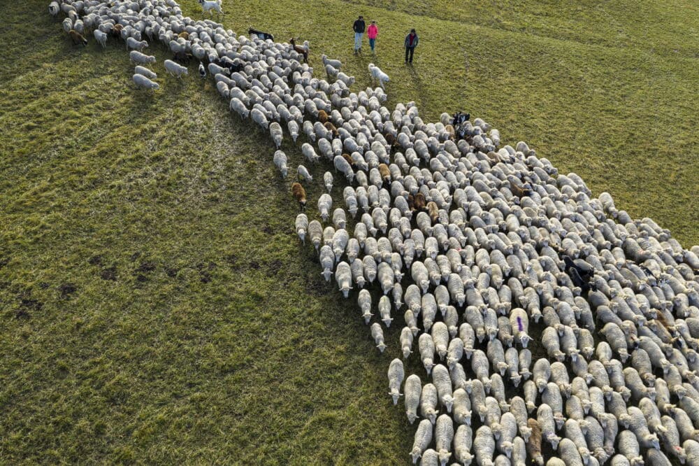 Un troupeau dans le Parc naturel régional du Vercors © M Noak