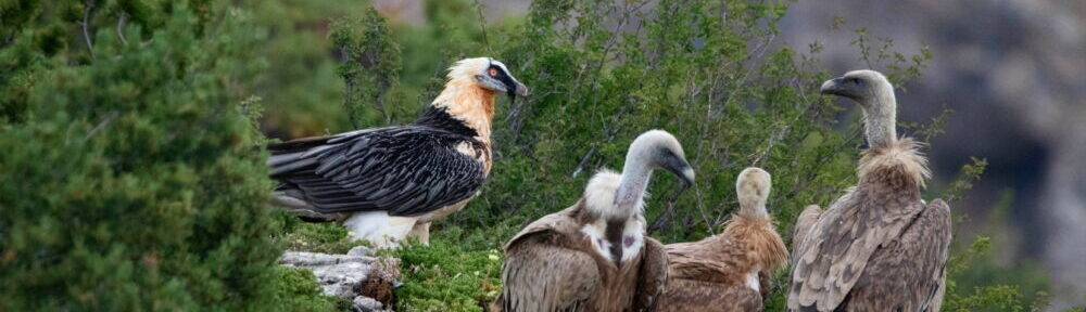 Le Parc naturel régional du Vercors fête le gypaète (et tous les autres vautours) dimanche 3 septembre