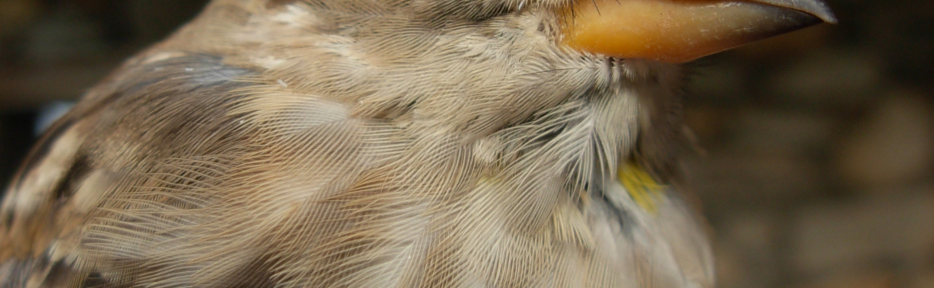 Cinq nouveaux nichoirs à moineaux soulcies ont été installé à Percy, les trois autres à Monestier-du-Percy. © Rémi Fonters