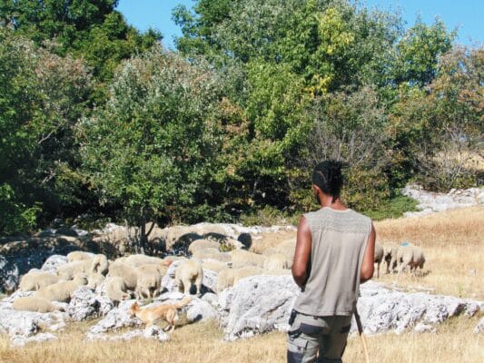 Une plaine asséchée qui met en péril le troupeau © Lucie Soïka